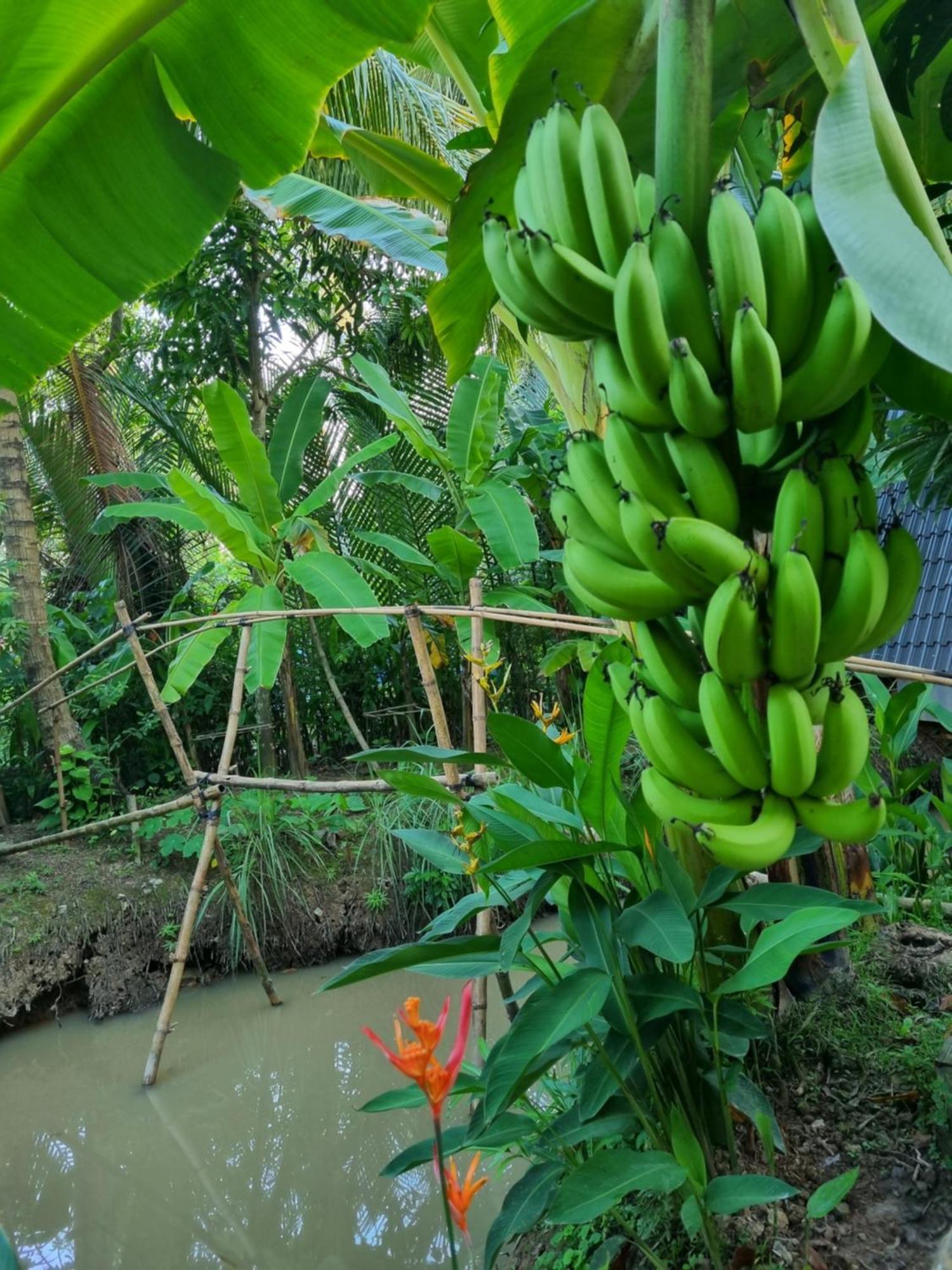 Homestay Nam Ham Luong Ben Tre المظهر الخارجي الصورة