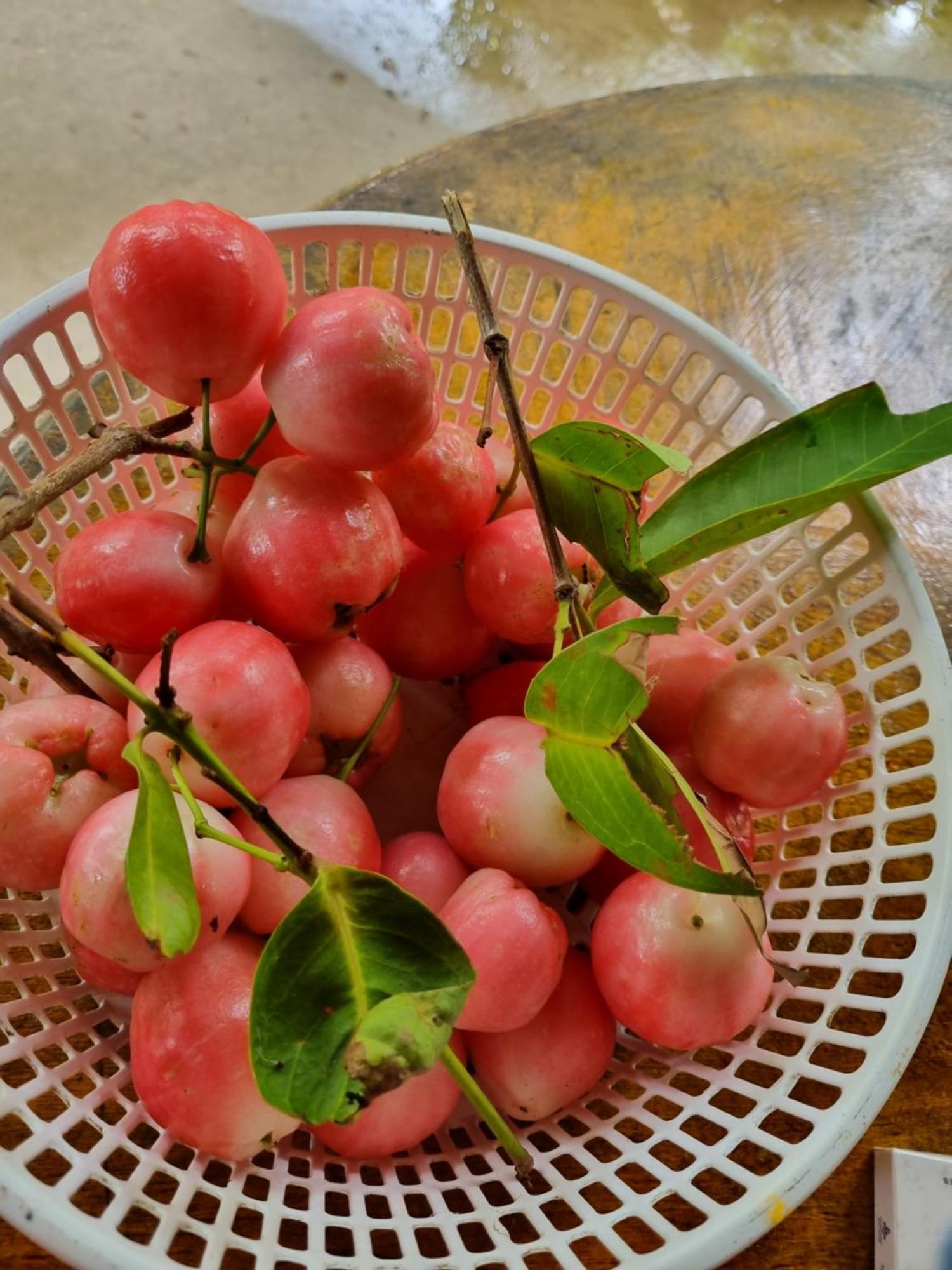 Homestay Nam Ham Luong Ben Tre المظهر الخارجي الصورة